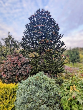 Araukarie, Kleingartenanlage Bornholm, Prenzlauber Berg, Berlin, Oktober 2023