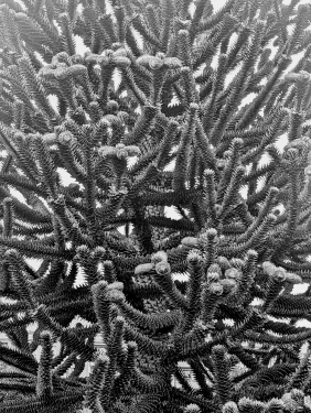 Araukarie, Kleingartenanlage Bornholm, Prenzlauer Berg, Berlin, Oktober 2023