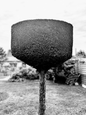 Buschbaum, Kleingartenanlage Bornholm, Prenzlauer Berg, Berlin, Oktober 2023