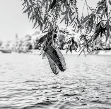 Drachenkopf, Swan Island, Kreuzberg, Berlin, Mai 2024
