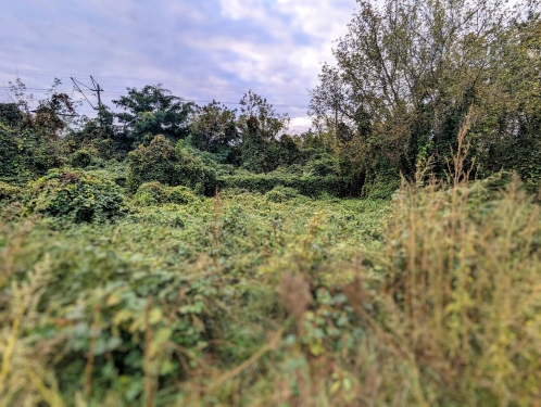 Efeu, Kirschblütenpfad, Prenzlauer Berg, Berlin, Oktober 2023