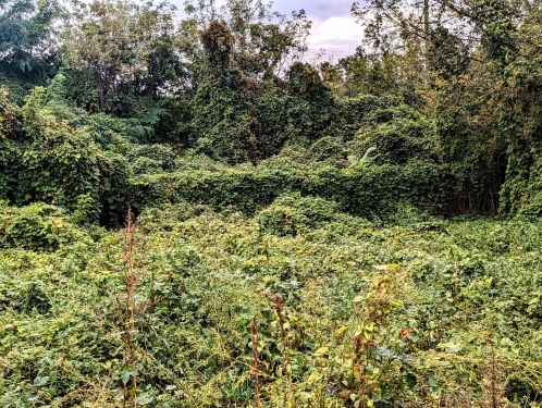 Efeu, Kirschblütenpfad, Prenzlauer Berg, Berlin, Oktober 2023