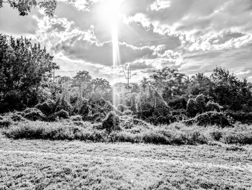 Longing For Light, Kirschblütenpfad, Prenzlauer Berg, Berlin, Mai 2024