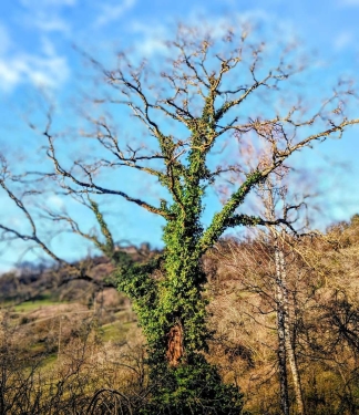 Efeuüberwachsener Baum, Auenwald, Januar 2024