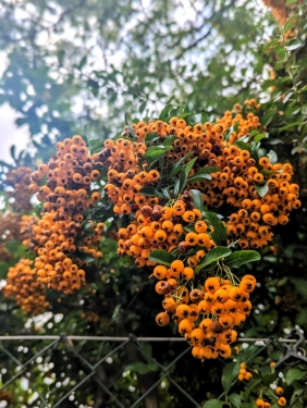 Feuerdorn, Kleingartenanlage Bornholm, Prenzlauber Berg, Berlin, Oktober 2023