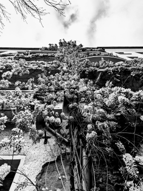 Flieder, Kopenhagener Straße, Prenzlauer Berg, Berlin, April 2024