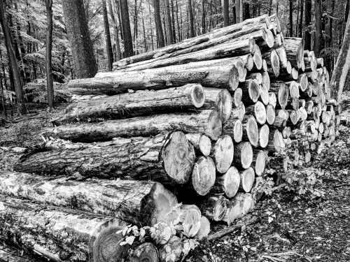 Holzpolter, Nähe Wandlitz, Brandenburg, Oktober 2023