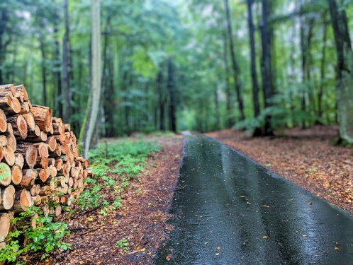 Holzpolter, Nähe Wandlitz, Brandenburg, Oktober 2023