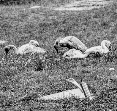 Junge Schwäne, Ufer Hundekehlsee, Grunewald, Charlottenburg-Wilmersdorf, Berlin, Juni 2024