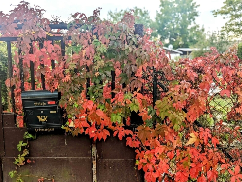 Jungfernreben, Kleingartenanlage Bornholm, Prenzlauber Berg, Berlin, Oktober 2023