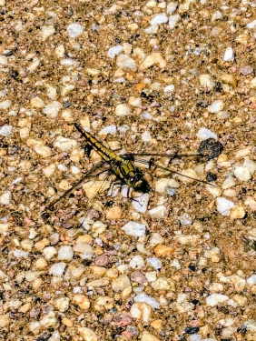 Libelle, Hundekehlsee, Grunewald, Charlottenburg-Wilmersdorf, Berlin, Juni 2024