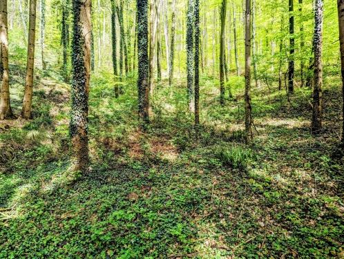 Murrhardter Wald, Nähe Däfern, April 2024