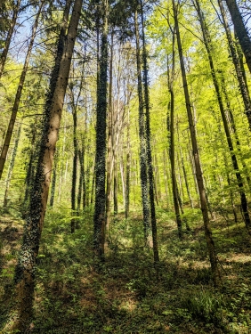 Murrhardter Wald, Nähe Däfern, April 2024