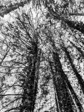 Murrhardter Wald, Nähe Däfern, April 2024