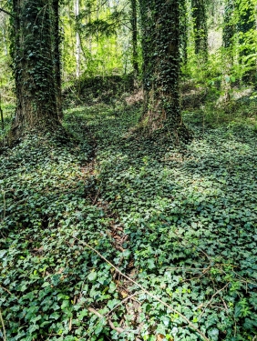 Murrhardt Forest, Near Däfern, April 2024