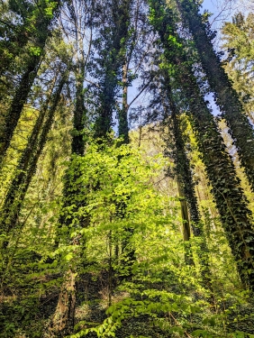 Murrhardt Forest, Near Däfern, April 2024