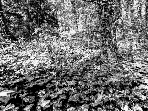 Murrhardt Forest, Near Däfern, April 2024