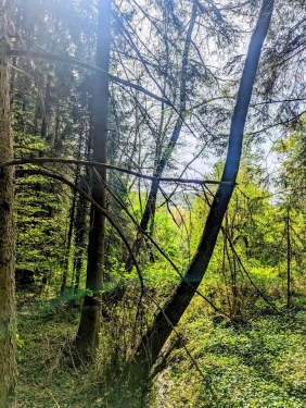 Murrhardt Forest, Near Däfern, April 2024