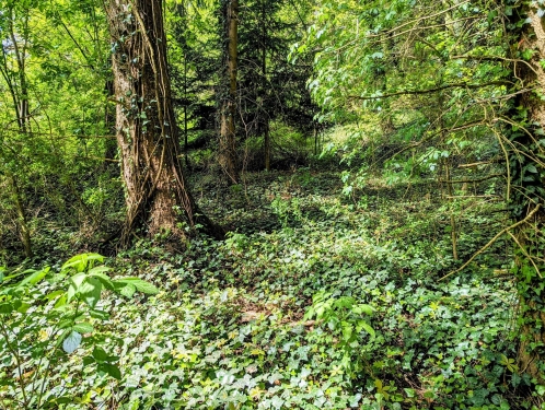 Murrhardter Wald, Nähe Däfern, April 2024