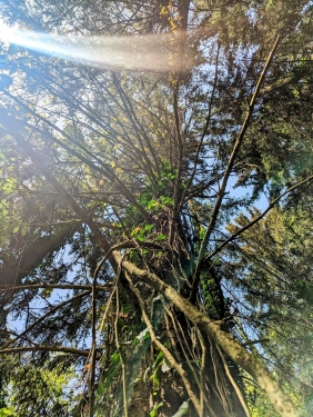 Murrhardter Wald, Nähe Däfern, April 2024