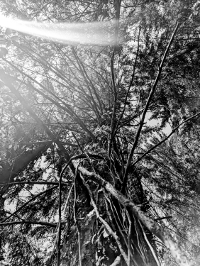 Murrhardter Wald, Nähe Däfern, April 2024