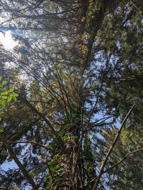 Murrhardter Wald, Nähe Däfern, April 2024