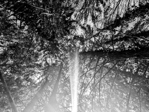 Murrhardt Forest, Near Däfern, April 2024