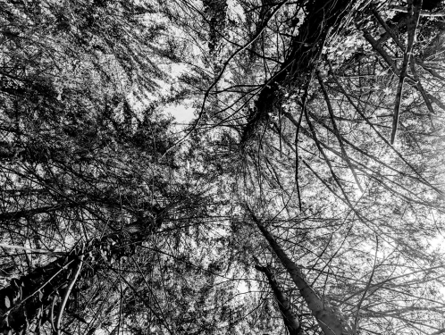 Murrhardt Forest, Near Däfern, April 2024