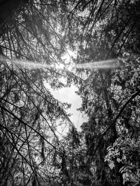 Murrhardter Wald, Nähe Däfern, April 2024