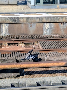 Nebelkrähe, Bahnhof Berlin Alexanderplatz, Mitte, Berlin, Juni 2024