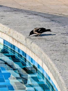 Nebelkrähe, Berlin Alexanderplatz, Mitte, Berlin, Juni 2024