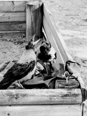 Nebelkrähen, Mauerpark, Prenzlauer Berg, Berlin, Juni 2024