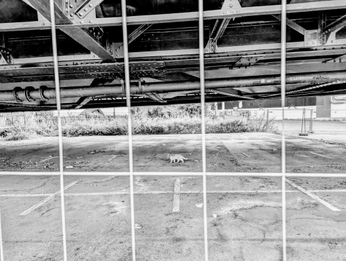 Revenge Cat, Swinemünder Brücke, Gesundbrunnen, Berlin, August 2024