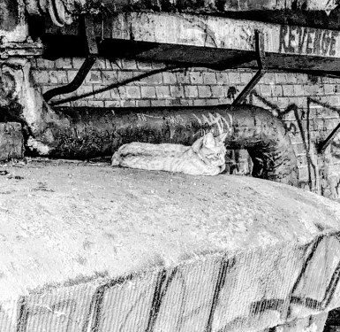 Revenge Cat, Swinemünder Brücke, Gesundbrunnen, Berlin, August 2024