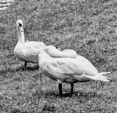 Schwäne, Hundekehlsee, Grunewald, Charlottenburg-Wilmersdorf, Berlin, Juni 2024