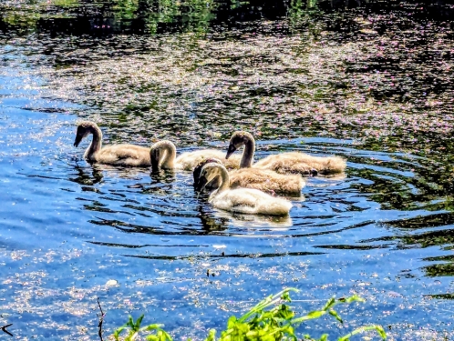 Schwanenjungen, Hundekehlsee, Grunewald, Berlin, Juni 2024
