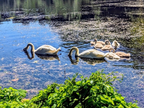 Schwanfamilie, Hundekehlsee, Grunewald, Berlin, Juni 2024