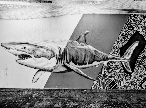Shark, ENNICOLOR, Urban Canvas Parkhaus Wedding, Gesundbrunnen, Berlin, August 2024