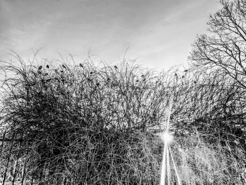 Spatzen, Brunnenstraße, Gesundbrunnen, Berlin, Januar 2024