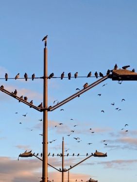 Tauben, Hanne-Sobek-Platz, Gesundbrunnen, Berlin, Oktober 2023
