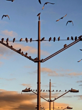 Tauben, Hanne-Sobek-Platz, Gesundbrunnen, Berlin, Oktober 2023