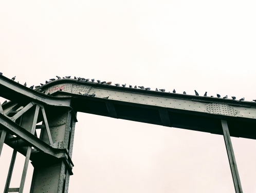 Tauben auf Swinemündert Brücke, Gesundbrunnen, Berlin, Oktober 2023