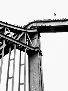 Tauben auf Swinemünder Brücke, Gesundbrunnen, Berlin, Oktober 2023