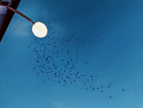 Lichtschwärmer, Swinemünder Brücke, Gesundbrunnen, Berlin, Oktober 2023