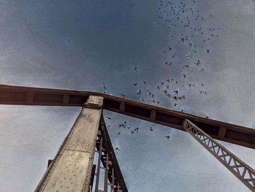 Tauben bei Abenddämmerung, Swinemündert Brücke, Gesundbrunnen, Berlin, Oktober 2023