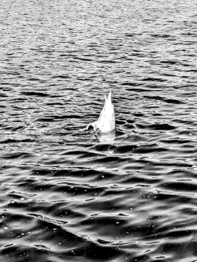 Tauchender Schwan, Swan Island, Kreuzberg, Berlin, Mai 2024