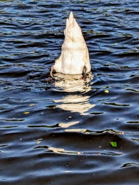 Tauchender Schwan, Swan Island, Kreuzberg, Berlin, Mai 2024