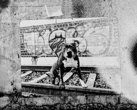 Urban Art, Park am Nordbahnhof, Mitte, Berlin, Juli 2024