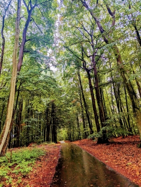 Waldweg, Nähe Wandlitz, Brandenburg, Oktober 2023