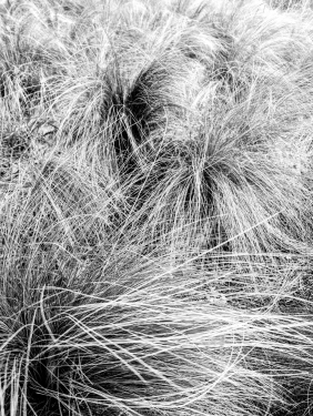 Wuschel, Gesundbrunnen, Berlin, April 2024